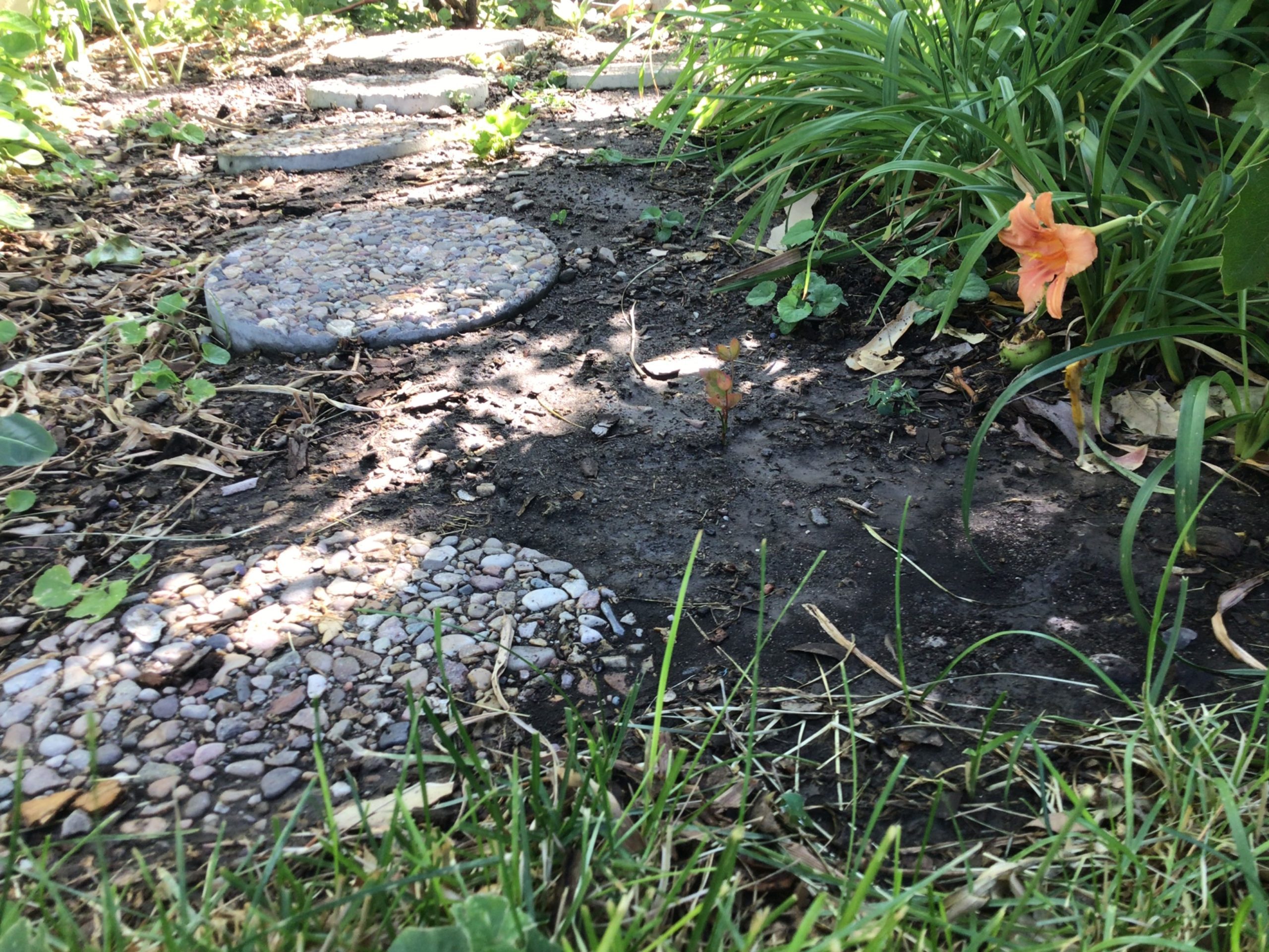 Tulips and Stepping Stones